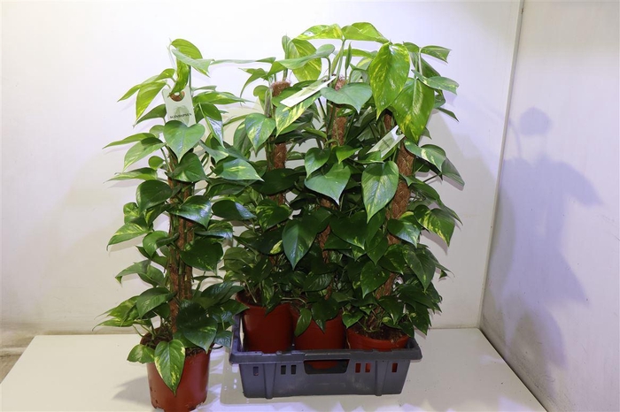 <h4>arr8 Epipr Mosstok</h4>