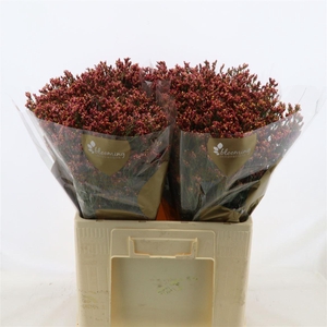 Limonium Sinense Max Diamond