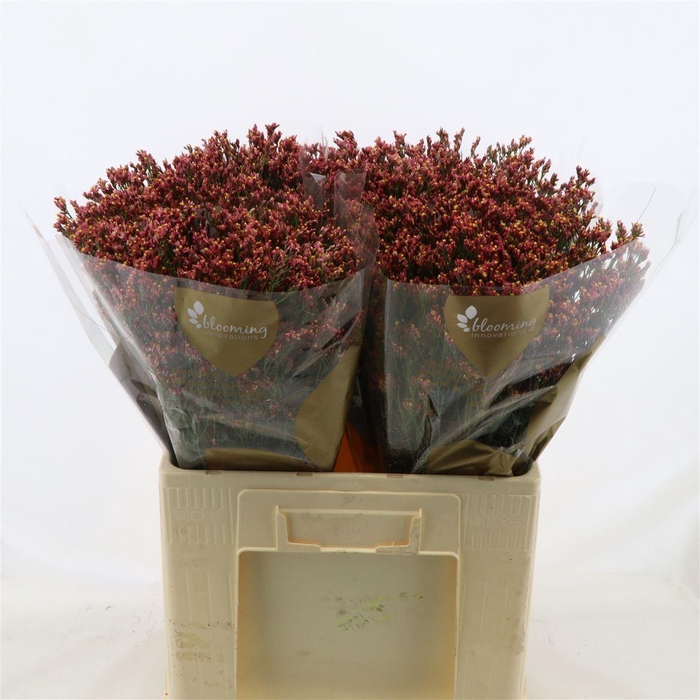 <h4>Limonium Sinense Max Diamond</h4>