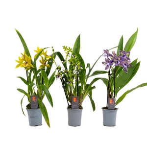 Inca Zygopetalum 3+ spike 9cm