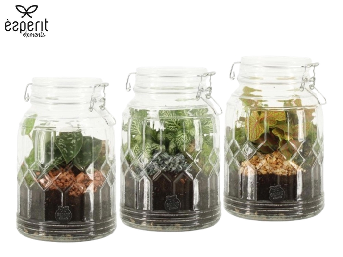 <h4>90718: Terrarium arrangement</h4>