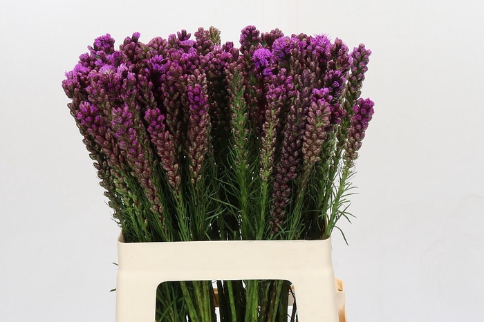 <h4>LIATRIS SPICATA</h4>