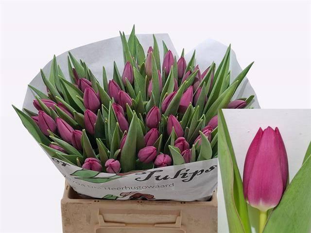 <h4>TU EN PINK ARDOUR</h4>