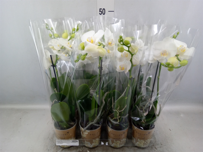 <h4>Phalaenopsis multi.   ...white</h4>