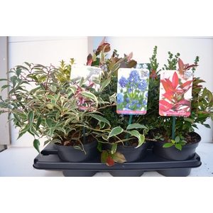 Heesters overig gemengd