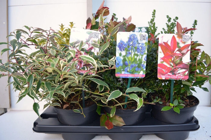 <h4>Heesters overig gemengd</h4>