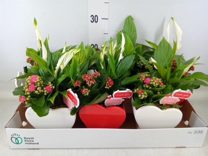 <h4>Arr.    Planten  L%</h4>