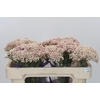 Ozothamnus Cooks Pink