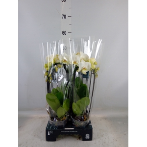 Phalaenopsis  'Elegant Cascade'
