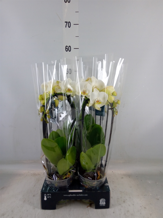 <h4>Phalaenopsis  'Elegant Cascade'</h4>