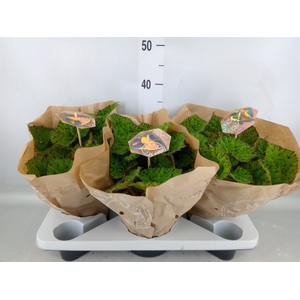 Begonia BD 'Lime Fever'