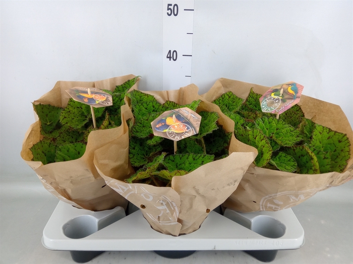 <h4>Begonia BD 'Lime Fever'</h4>