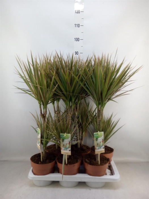 <h4>Dracaena marg. 'Bicolor'</h4>
