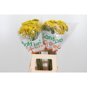 Achillea Park Variety