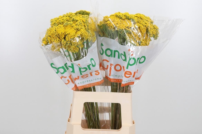 <h4>Achillea Park Variety</h4>