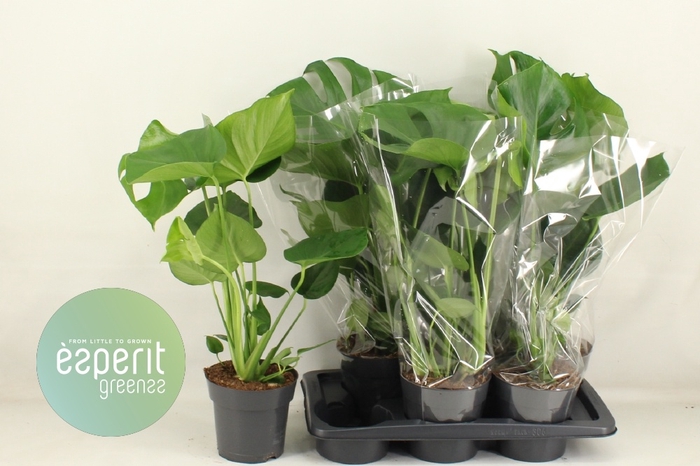 <h4>MONSTERA DELICIOSA</h4>