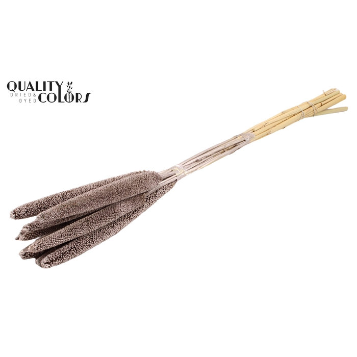 <h4>Babala on natural stem Champagne</h4>