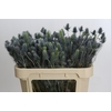 Eryngium Electric Dynamite