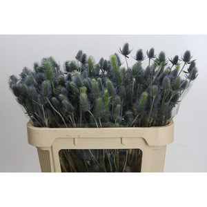 Eryngium Electric Dynamite