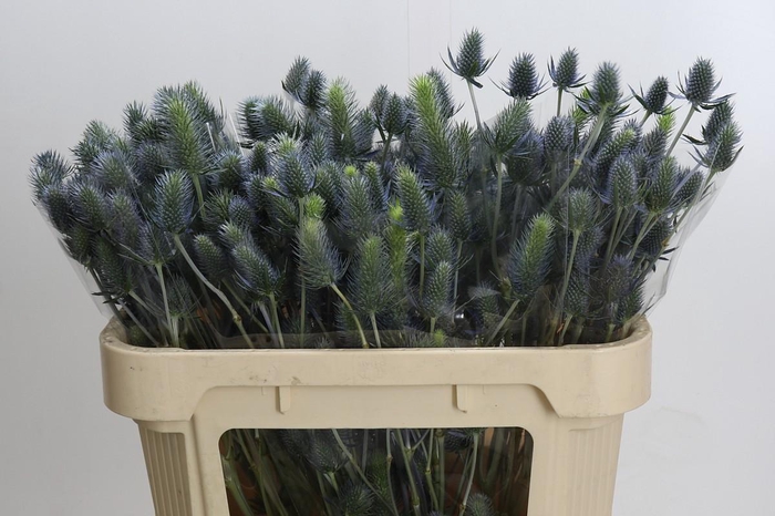 <h4>Eryngium Electric Dynamite</h4>
