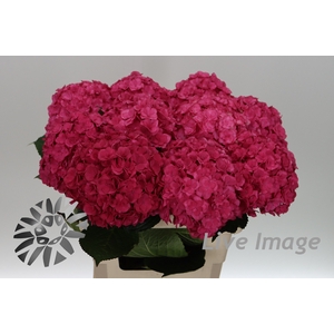 Hydrangea royal anastasia