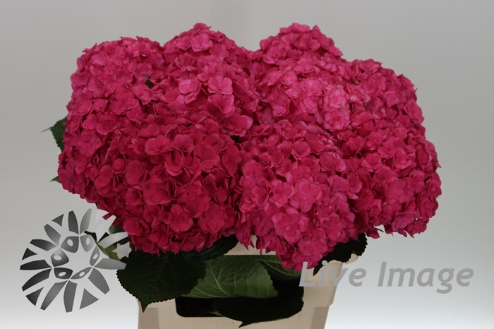 <h4>Hydrangea royal anastasia</h4>