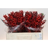 Ilex Rood