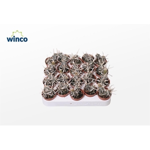 Tephrocactus Aoracanthus