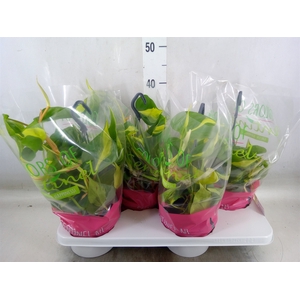 Philodendron scand. 'Brasil'