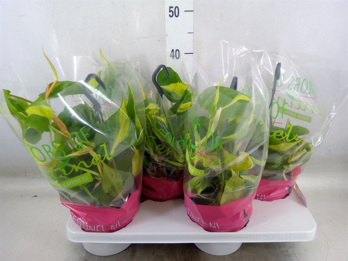 <h4>Philodendron scand. 'Brasil'</h4>