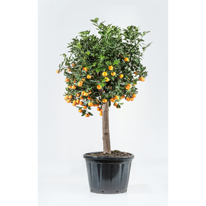 Citrus hystrix