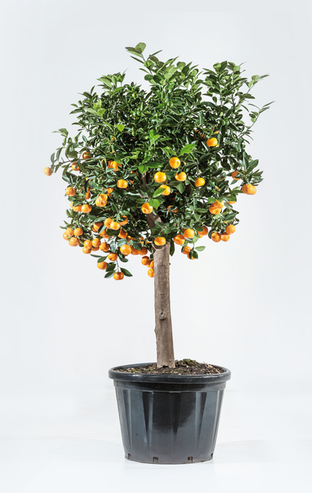 <h4>Citrus hystrix</h4>