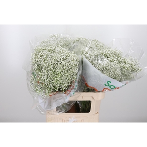 Gyps Pa Zi Discovery