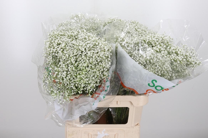 <h4>Gyps Pa Zi Discovery</h4>