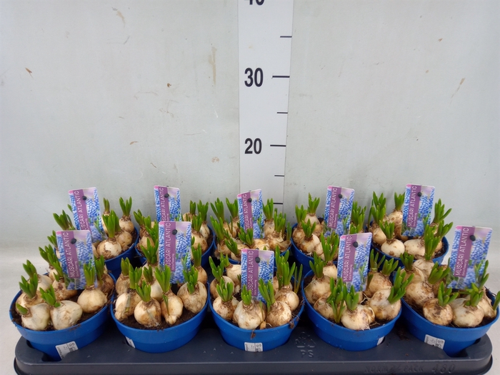 <h4>Muscari  'Atlantic'</h4>