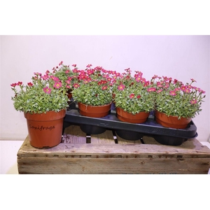 Saxif Ar Tour Dp Red