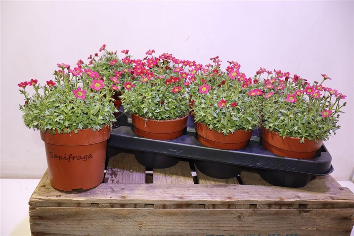 <h4>Saxif Ar Tour Dp Red</h4>