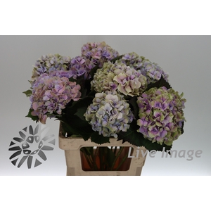 Hydrangea royal benefit classic