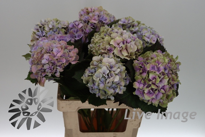 Hydrangea royal benefit classic