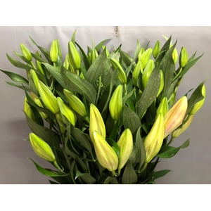 Lilium Or Pink 4+ Promo