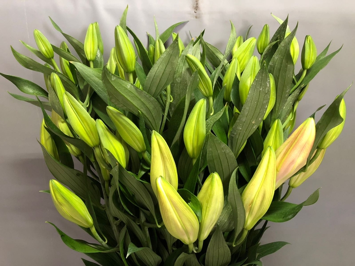 <h4>Lilium Or Pink 4+ Promo</h4>