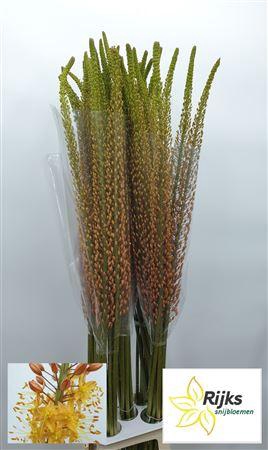 <h4>Eremurus Rumba</h4>