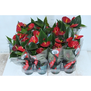 ANTHURIUM RED SUCCESS P09