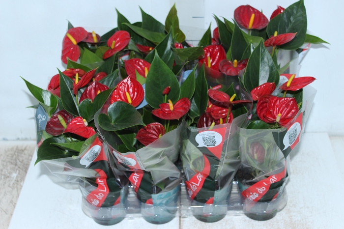 <h4>ANTHURIUM RED SUCCESS P09</h4>