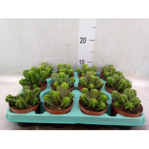 Cereus   ...