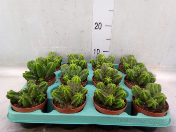 <h4>Cereus   ...</h4>