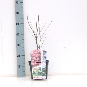Acer palmatum 'Atropurpureum' P19 Full CC