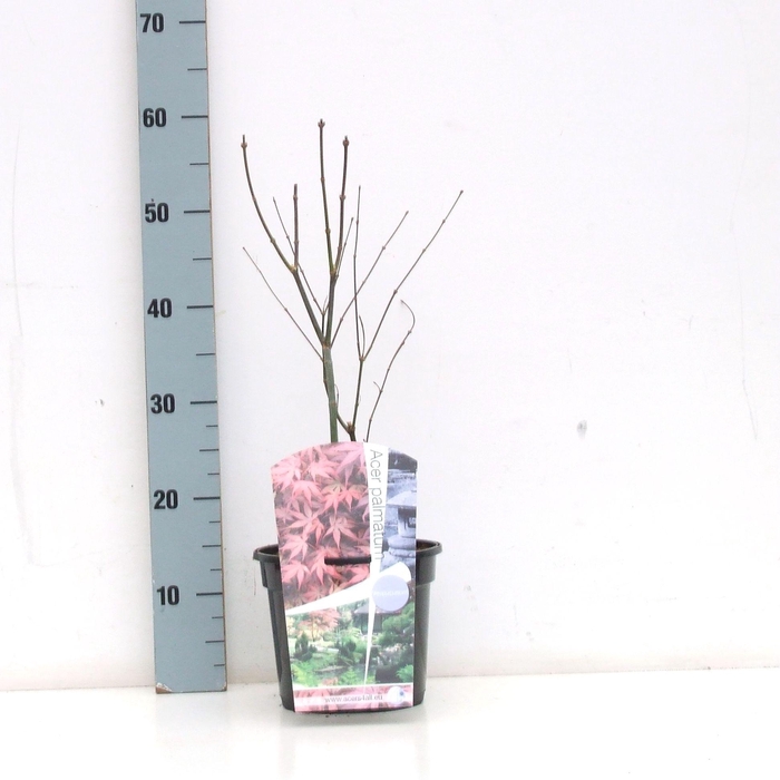 <h4>Acer palmatum 'Atropurpureum' P19 Full CC</h4>