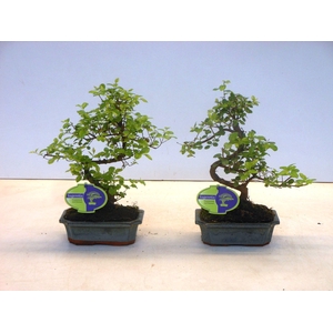 Sageretia theezans, 15cm., shape, without drip tray