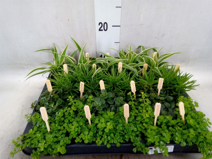 <h4>Planten  ..mix</h4>